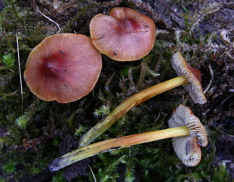 Hygrocybe conica var.conica.